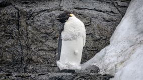 Emperor penguin found in Australia, thousands of miles from home