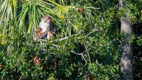 Escaped monkeys update: More than half safely recovered, several still on the loose