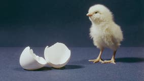 Which came first, the chicken or the egg? We may have an answer