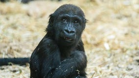 Canadian zoo blames human error for gorilla’s tragic death: 'She will be deeply missed by all'