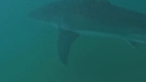 Watch: Great white shark swims close to Australian surfers