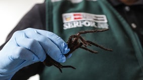 Man tries smuggling hundreds of tarantulas from Peru by strapping them to his body