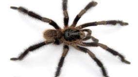 New monster tarantula species is 'hairy giant among dwarves'