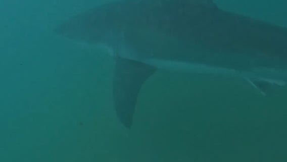 Watch: Great white shark swims close to Australian surfers