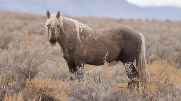 Wild horse shot, killed; officials offer $19,000 reward for information