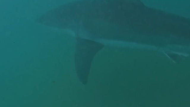 Watch: Great white shark swims close to Australian surfers