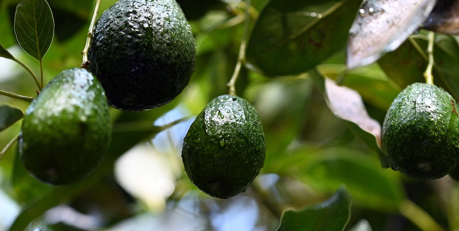 Avocados, tequila could be targets of Trump's tariffs