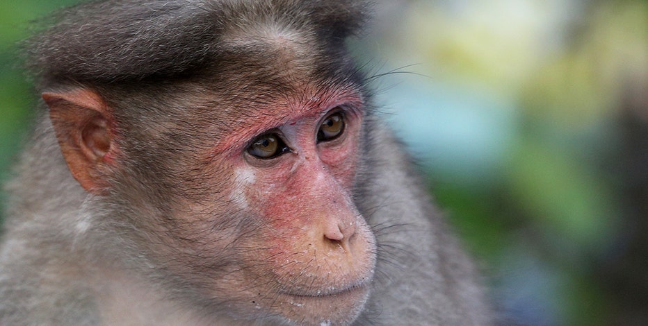 Escaped monkeys update: They're 'having an adventure' | LiveNOW