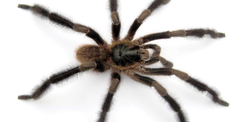 spider.jpg?ve=1&tl=1