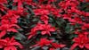 Are poinsettias and mistletoe really dangerous?