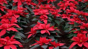 Are poinsettias and mistletoe really dangerous?