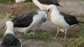 World's oldest known wild bird lays egg at 74 years old