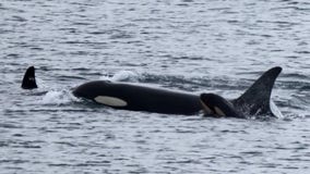 Grieving orca who carried dead calf in 2018 now seen with newborn