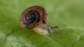 Once thought extinct, over 1,300 rare snails released on remote island in bold conservation effort