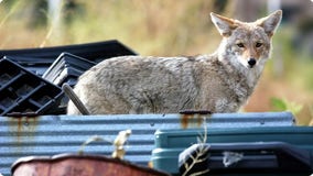 Coyote attack on preschooler prompts urgent warning in Colorado Springs