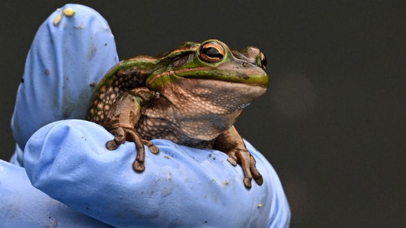 Actress dies after consuming amphibian's venom at spiritual cleansing retreat