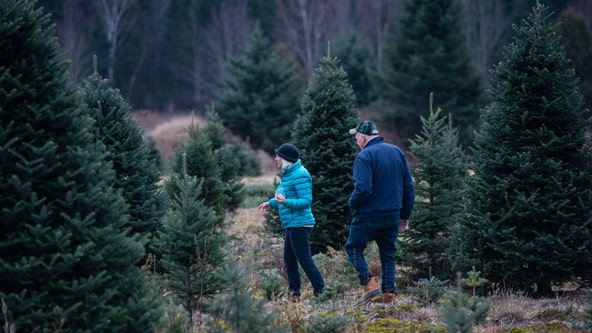 Here are the states that grow the most Christmas trees