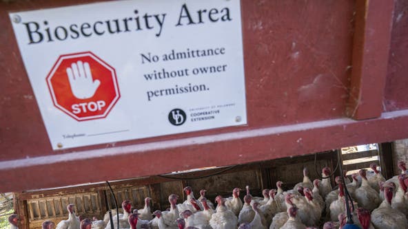 Bird flu latest: California declares emergency as US reports 1st severe human case