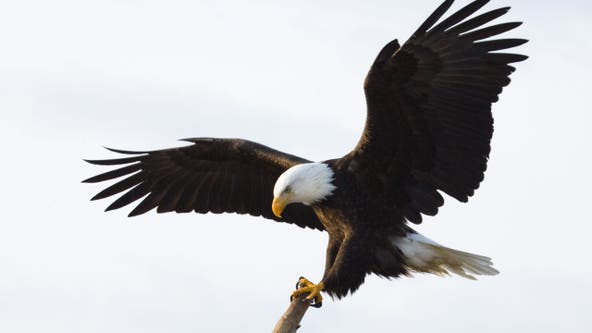 It's official: Biden signs new law, designates bald eagle as 'national bird'