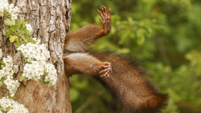 2024 Nikon Comedy Wildlife Awards winner is a squirrel in a precarious position