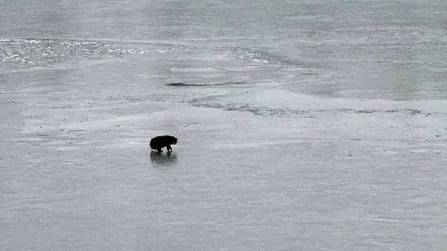 See it: 20-year-old blind cat saved from icy lake in rescue 'nothing short of a miracle'