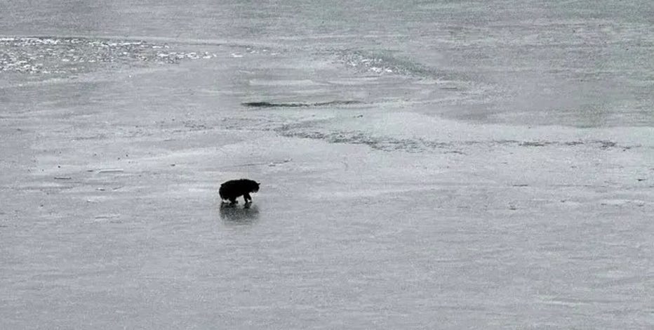 See it: 20-year-old blind cat saved from icy lake in rescue 'nothing short of a miracle'