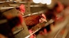 Bird flu latest: Louisiana confirms 1st human death in US