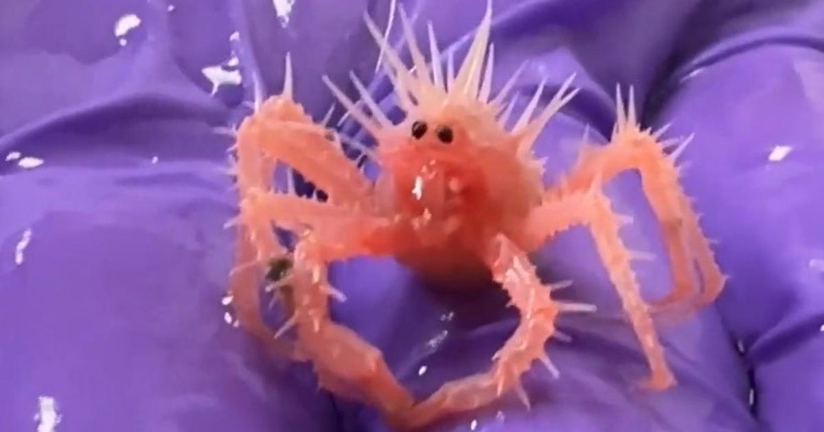 Watch: 'Cutest, spikiest, tiniest crab' takes the internet by