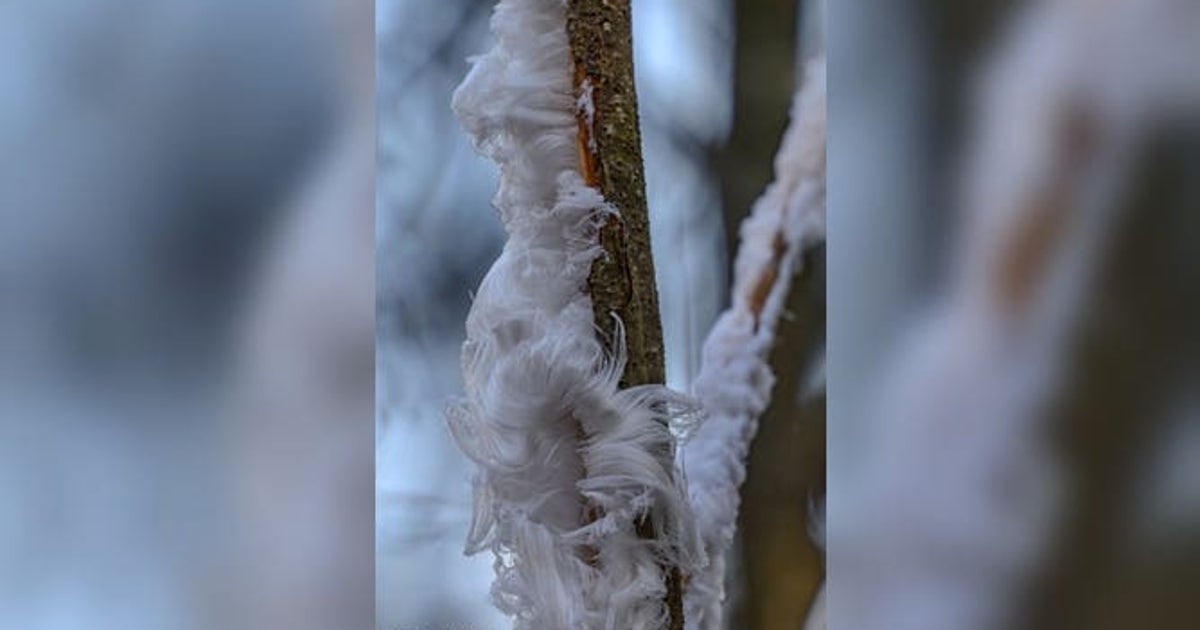 Thread Ice See it: Rare 'hair ice' photographed in Washington state | FOX 5 DC