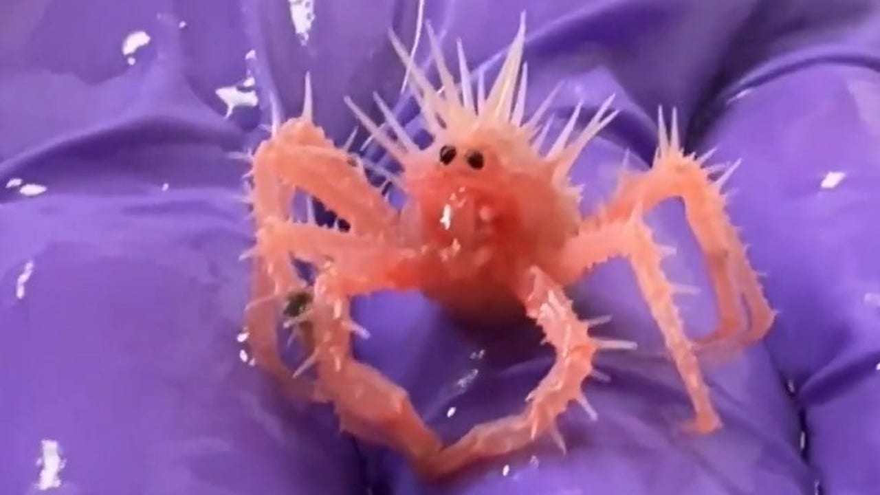 Watch: 'Cutest, spikiest, tiniest crab' takes the internet by