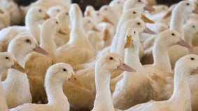 H5N9 bird flu outbreak: New virus strain detected on California farm