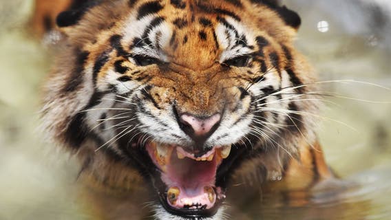 India’s tiger population surges—study reveals key factors behind the success