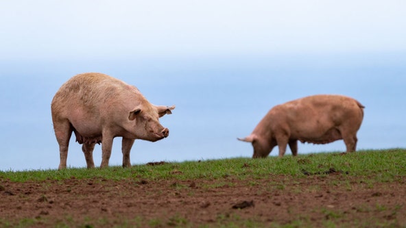 Ohio woman mauled, killed by neighbor's pigs on Christmas day, chief says