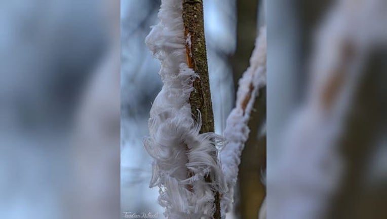 See it: Rare &lsquo;hair ice&rsquo; photographed in Washington state | FOX 9 