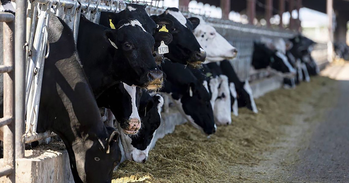 Bird flu in cattle: 2nd type of strain detected in US dairy cows ...