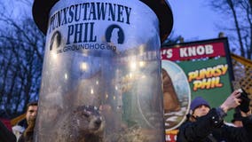 Watch live: Groundhog Day events around the U.S.