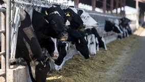 Bird flu in cattle: 2nd type of strain detected in US dairy cows