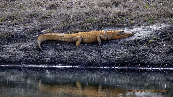Orange alligators? South Carolina gators emerge from winter brumation with new look