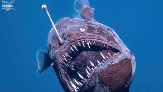 Watch: Deep-sea anglerfish’s rare swim in shallow waters