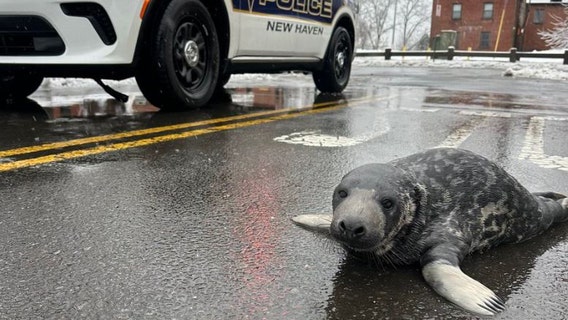 Seal spotted on Connecticut streets raises more questions than answers