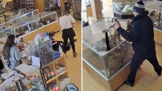 Colorado puppy thieves fake seizure to steal dogs from pet store: police