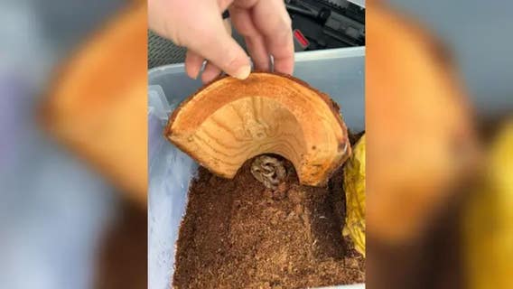 Venomous snake found inside box of bananas at New Hampshire grocery store