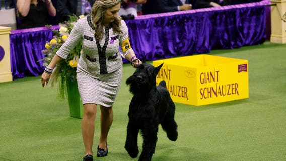 Giant schnauzer Monty wins best in show at Westminster Kennel Club dog show