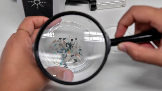 Microplastics in people's brains increased by 50% in 8 years, study finds