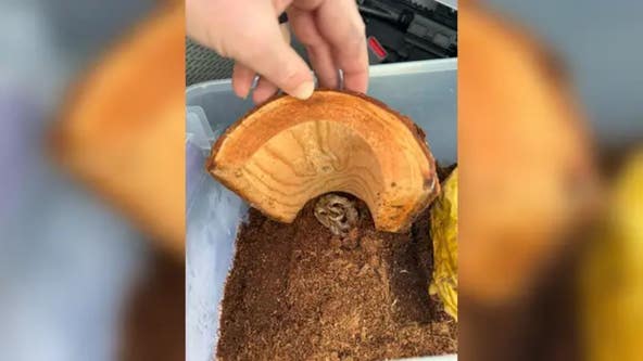 Venomous snake found inside box of bananas at New Hampshire grocery store