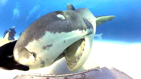 Stunning video shows inside of shark's mouth as it chews on diver's camera