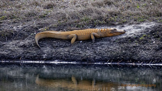 Orange alligators? South Carolina gators emerge from winter brumation with new look