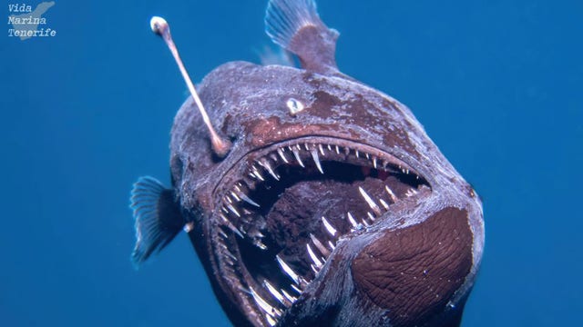 Watch: Deep-sea anglerfish’s rare swim in shallow waters