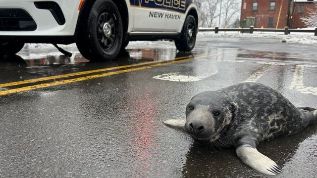 Seal spotted on Connecticut streets raises more questions than answers