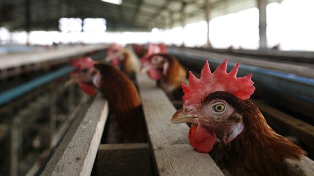 USDA accidentally fired bird flu employees and is now trying to rehire them